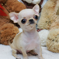 麦比佳吉娃娃狗狗活体纯种双血统小体吉娃娃狗狗宠物狗吉娃娃苹果头铁包金娃娃狗黑白花长不大迷你墨西哥吉娃娃犬 视频挑选