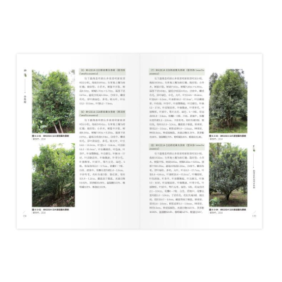 [M]勐海古茶树-9787558744518