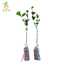 廷豪果 灌木树苗 可选品种 高度1m-1.2m /棵