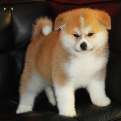 麦比佳 秋田犬 纯种秋田犬幼犬 中大型秋田犬狗狗活体血统级精品日系秋田日本赛级秋田家庭犬视频挑选包健康秋田柴犬