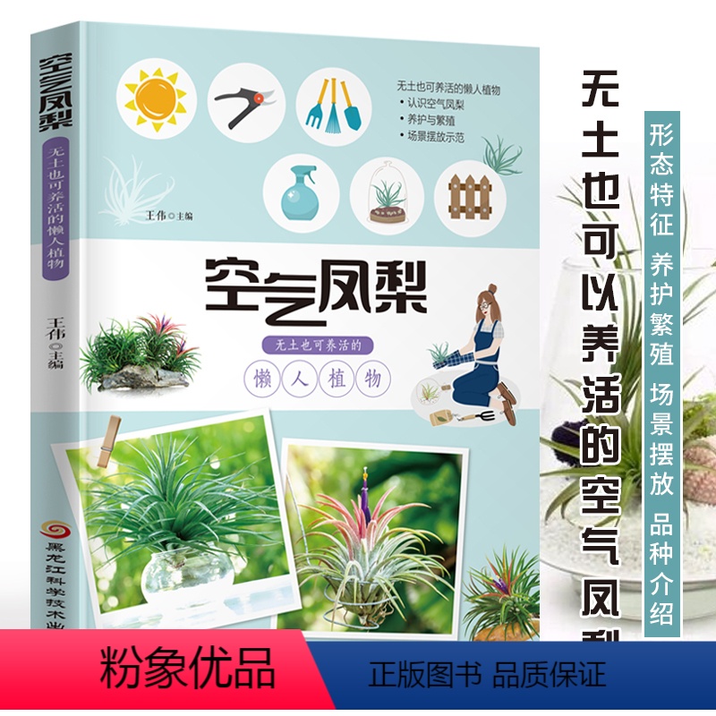 [正版]空气凤梨 无土也可养活的懒人植物 新手居家室内养花盆景家庭养花大全栽培植物技术 空气凤梨栽培造型摆放参考 空气