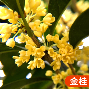 [补贴10%]桂花树苗盆栽四季桂室内植物庭院盆景地栽花卉大树耐寒好养不怕