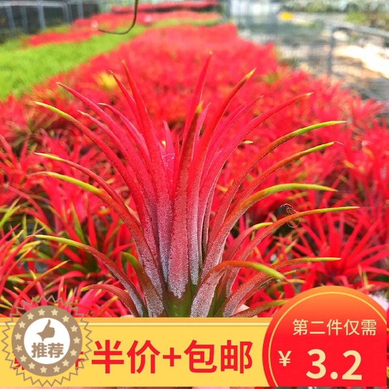 [醉染正版]空气凤梨懒人植物无土植物盆栽室内净化空气吸甲醛桌面摆件盆景