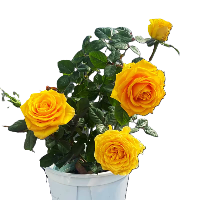 诚智旺 黄菊红 4-6分枝 /盆