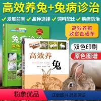 [正版]2册养兔书籍兔子养殖技术大全书兔病防治肉兔高效科学伊拉兔的诊治全套手册 教你如何病书类型野兔饲养管理书原色图书