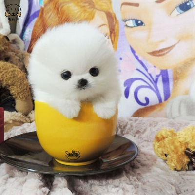 麦比佳狗狗活体 纯种博美犬幼犬活体宠物狗狗哈多利系球体博美狗 玩具型博美犬 茶杯犬长不大博美日系俊介犬