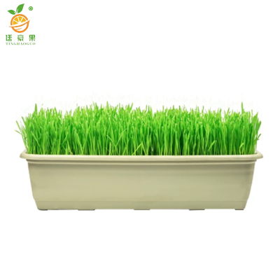 廷豪果 护坡王草籽 绿化草坪种子 包衣 /千克