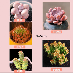 [补贴10%]多肉植物组合盆栽好养套装花卉小盆栽懒人植物老桩桌面法师不需