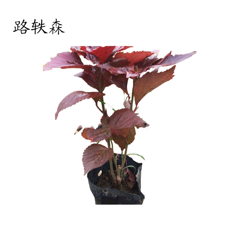 路轶森 红桑 高20-30cm 棵