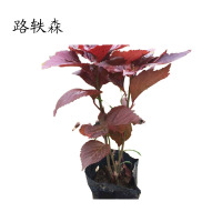 路轶森 红桑 高20-30cm 棵