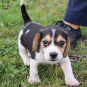 麦比佳宠物 比格犬幼犬 宠物狗比格犬狗狗活体纯种双血统短毛猎兔犬比格鲁中小型高智商家庭犬比格打猎狗 视频挑选包健康