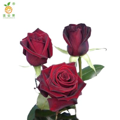 廷豪果 黑玫瑰黑巴克 带盆 /盆