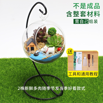 多肉植物微景观价格 多肉植物微景观最新报价 多肉植物微景观多少钱 苏宁易购