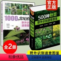 [正版]全2册 1000种常见植物+500种野菜野外识别速查图鉴 药用植物食用方法保健功效蔬菜果实 野外鉴别识别方法教