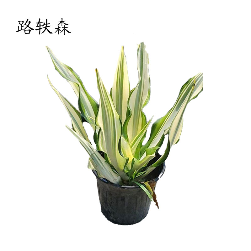 路轶森 万年麻冠幅 40-50cm 棵