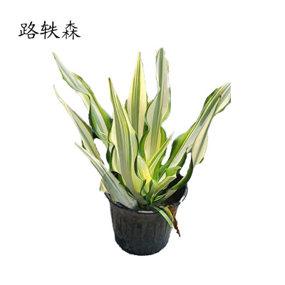 路轶森 万年麻冠幅 40-50cm 棵