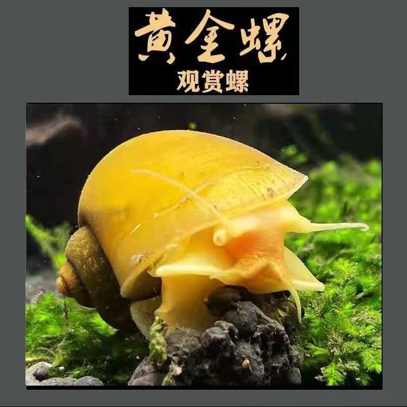 黄金螺观赏螺吃鱼屎活体除藻螺鱼缸清洁螺吃鱼屎工具螺淡水繁殖螺 3