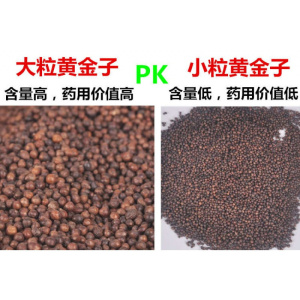 美帮汇荆子枕头金子中药植物颈椎布荆子成人老年儿童枕芯超决明子