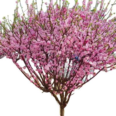 诚智旺 移栽榆叶梅 5-6公分/棵