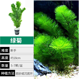 绿菊水草植物鱼缸造景真草水草缸净化造氧懒人套餐阴性蜈蚣草定植
