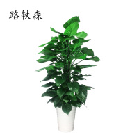 路轶森 白瓷盆绿萝柱 180cm 盆