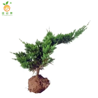 廷豪果 柏松柏 地柏苗 40cm /支