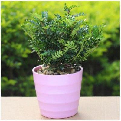 回固清香木防蚊虫植物花卉办公室内桌面吸甲醛绿植物小盆粉色盆清香木+鹅卵石含盆