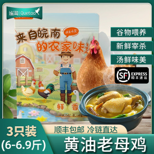 雀淘 正宗皖南黄油老母鸡2-2.3斤/只 3只装 新鲜现杀整鸡净膛冷冻竹林慢养走地鸡