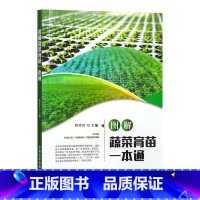 [正版]图解蔬菜育苗一本通 曹玲玲 蔬菜瓜果叶菜育苗技术书 蔬菜育苗图解 病虫害防治技术育苗智能化管理技术书 中国农业