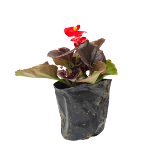 诚智旺 大海棠 株高约23cm/棵
