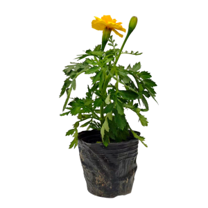 诚智旺 孔雀草 株高约15cm/棵