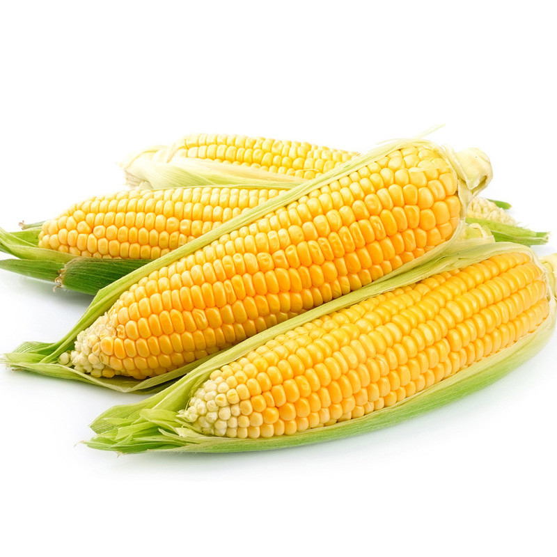 【熊猫鸟】云南水果玉米 新鲜水果蔬菜 香甜可口 净重9斤装