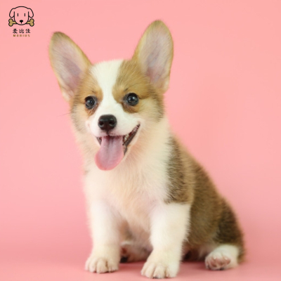 麦比佳柯基犬活体狗狗幼犬 纯种双血统级短腿小柯基双色三色公母可选包健康柯基狗小型宠物狗空运直达视频挑选