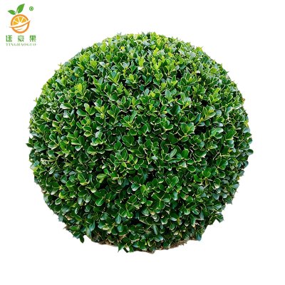 廷豪果 冬青球 冠幅80-100cm 株