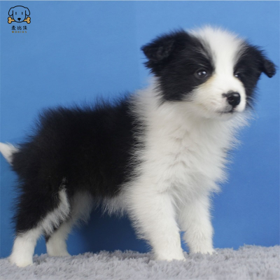 麦比佳 纯种边境牧羊犬幼犬 边牧狗狗活体幼犬双血统赛级高品质黑白三通牧羊犬 高智商边境宠物狗三通七白大围脖可视频挑选