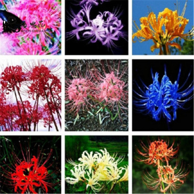 曼珠沙华种子 曼珠沙华种子推荐 苏宁易购