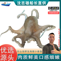 沈志雄 东山岛海鲜海捕小章鱼八爪鱼 盒冻 500g/盒 共2盒