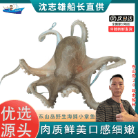 沈志雄 东山岛海鲜海捕小章鱼八爪鱼 盒冻 500g/盒 共2盒