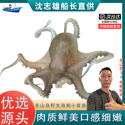 沈志雄 东山岛海鲜海捕小章鱼八爪鱼 盒冻 500g/盒 共2盒