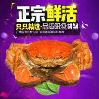 8送2共10只! 澄湖之心阳澄湖大闸蟹 公螃蟹3.0-3.5两母螃蟹2.0-2.5两五对10只装