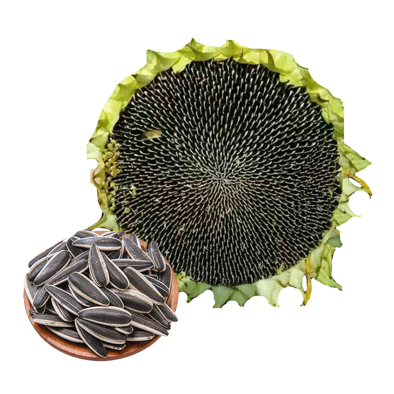 新鲜花盘 2盘(顺丰快递) 2020年新鲜向日葵花盘 瓜子盘湿葵花盘原味生