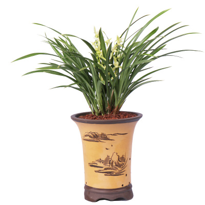 高宅兰花金边雪女建兰四季兰花苗好养室内花卉盆栽绿植好养易花