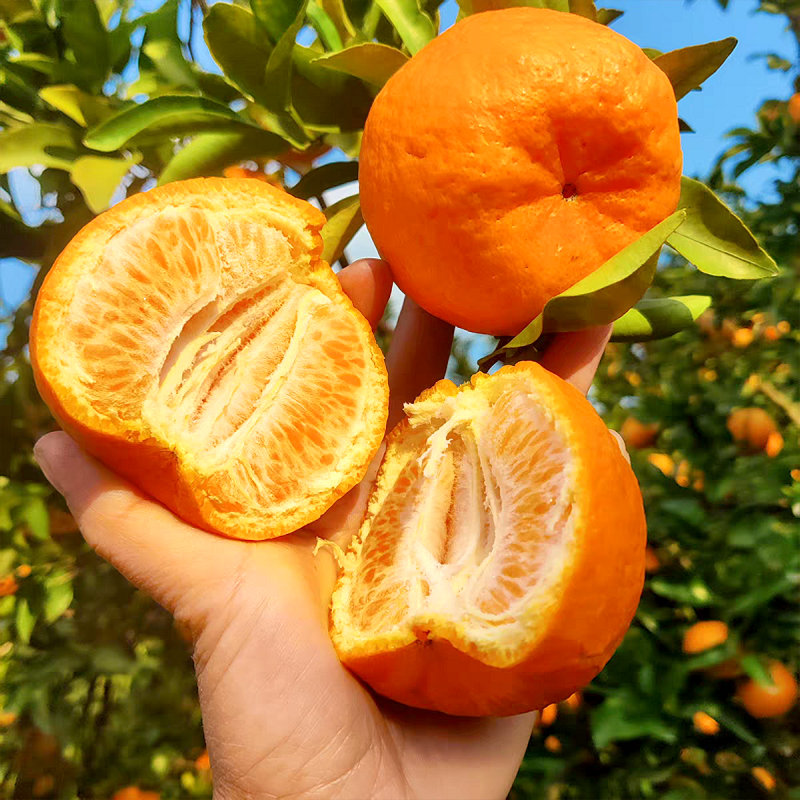 [西沛生鲜]新鲜椪柑 净重5斤 芦柑子新鲜水果当季椪柑现发整箱柑橘酸甜鲜果橘子