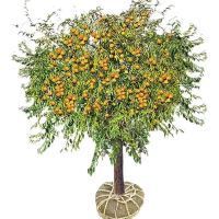 诚智旺 枣树 6公分 棵