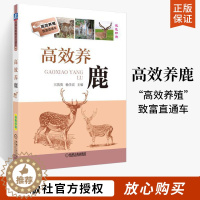[醉染正版]高效养鹿 梅花鹿养殖书籍 鹿养殖技术资料大全 养鹿书籍 马鹿水鹿坡鹿白唇鹿饲养书籍 饲料配制 鹿疾病防治产品