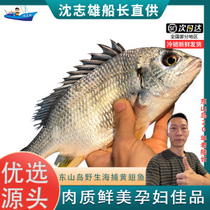 沈志雄船长 东山岛海鲜海钓黄翅鱼黄鳍鲷黄脚立 黄立鱼2-4条/1000g 火锅海鲜礼包