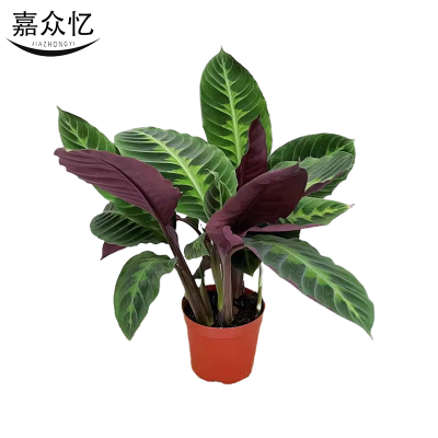 嘉众忆 紫背天鹅绒盆栽60cm JZY-PZ002 个