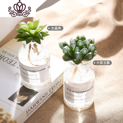 多肉植物水晶寿价格 多肉植物水晶寿最新报价 多肉植物水晶寿多少钱 苏宁易购