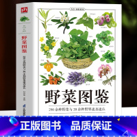 野菜图鉴 [正版]野菜图鉴 250种野菜与20余种野果速查速认 野菜大全书 野外认采中草药野菜图鉴 植物花草识别图解饮食