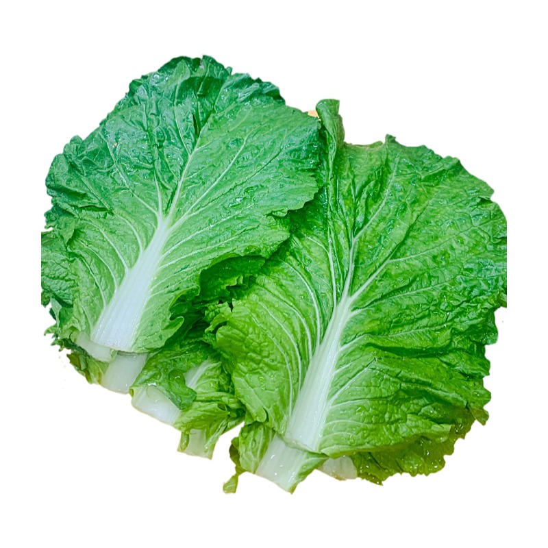 东北新鲜大白菜叶打饭包菜叶子打菜包饭包20片